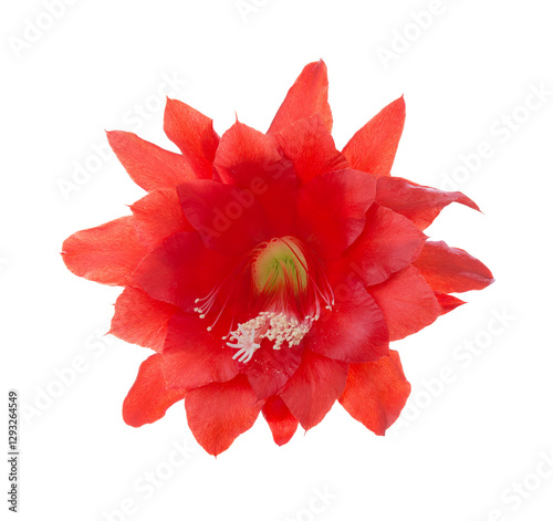 Obraz na płótnie Bright red blossom from Cactus (Epiphyllum ) isolated on white background. w salonie
