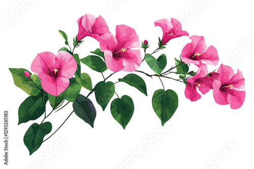 Bougainvillea flowers leaves and branches, Pink Bougainvillea flowers, Bougainvillea Flower Illustration on White Background, Flat style vector illustration