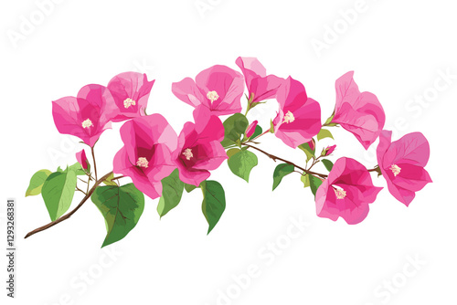 Bougainvillea flowers leaves and branches, Pink Bougainvillea flowers, Bougainvillea Flower Illustration on White Background, Flat style vector illustration