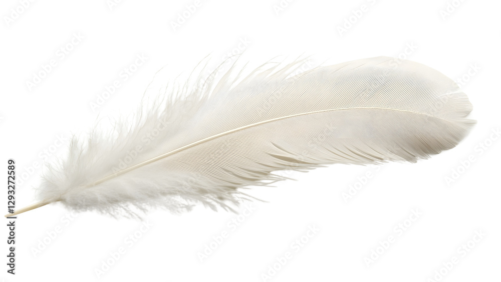 white feather Isolated on white background white feather Isolated on white background