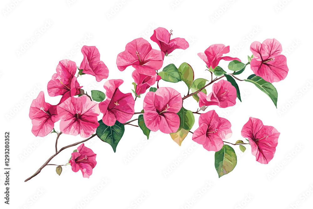 Bougainvillea flowers leaves and branches, Pink Bougainvillea flowers, Bougainvillea Flower Illustration on White Background, Flat style vector illustration Bougainvillea flowers leaves and branches, Pink Bougainvillea flowers, Bougainvillea Flower Illustration on White Background, Flat style vector illustration
