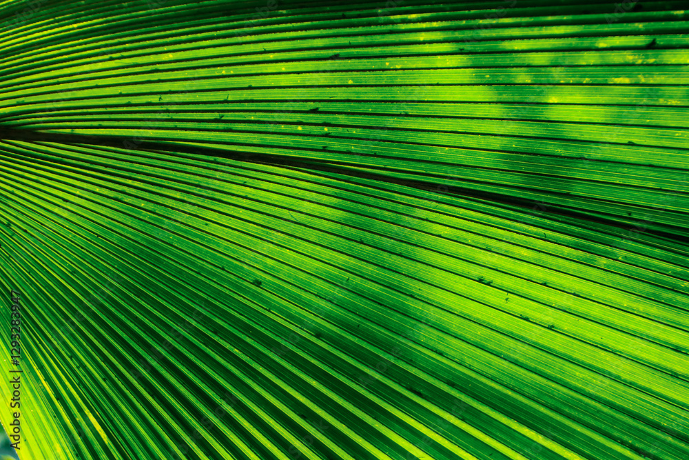 Fototapeta premium Plants