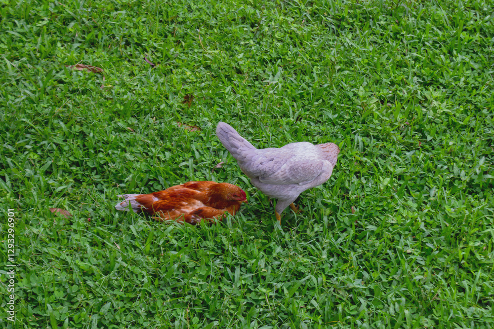 Two Free-Range Chickens Walking on Green Grass in Farm Two Free-Range Chickens Walking on Green Grass in Farm