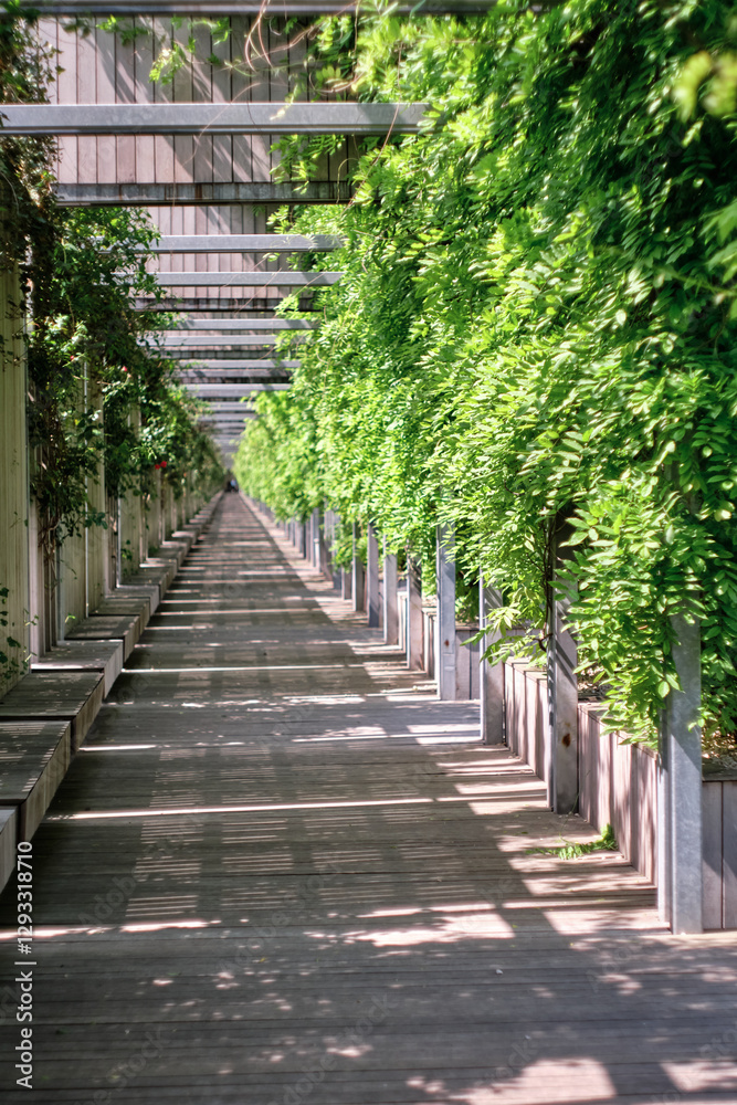 alley in the park. Wooden benches and a path alley in the park. Wooden benches and a path