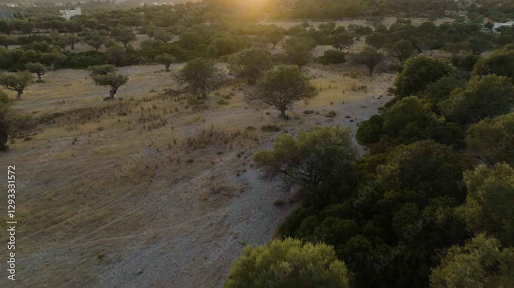 Aerial view backwards over olive trees, sunny evening on the Greek countryside Aerial view backwards over olive trees, sunny evening on the Greek countryside