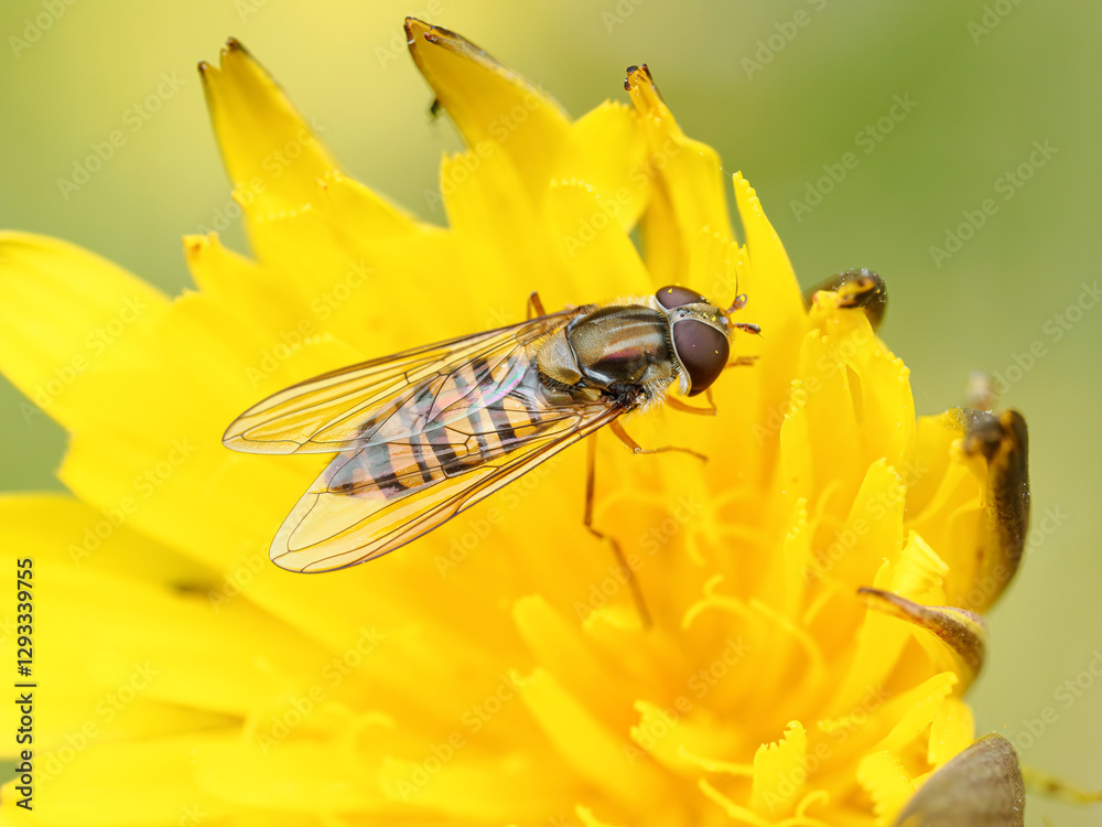 Naklejka premium Marmalade Hoverfly on yellow flower