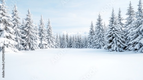 Snow-covered pines in mountain winter landscape