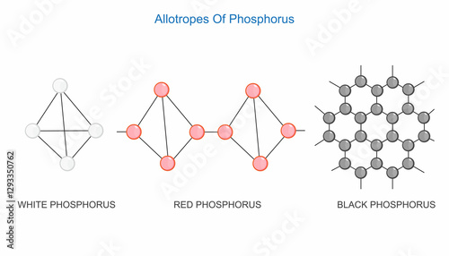 Main three allotropes of phosphorus. White, red and black phosphorus. Chemistry illustration.