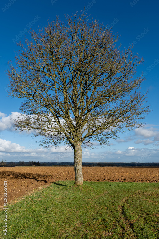 lonely tree in the field