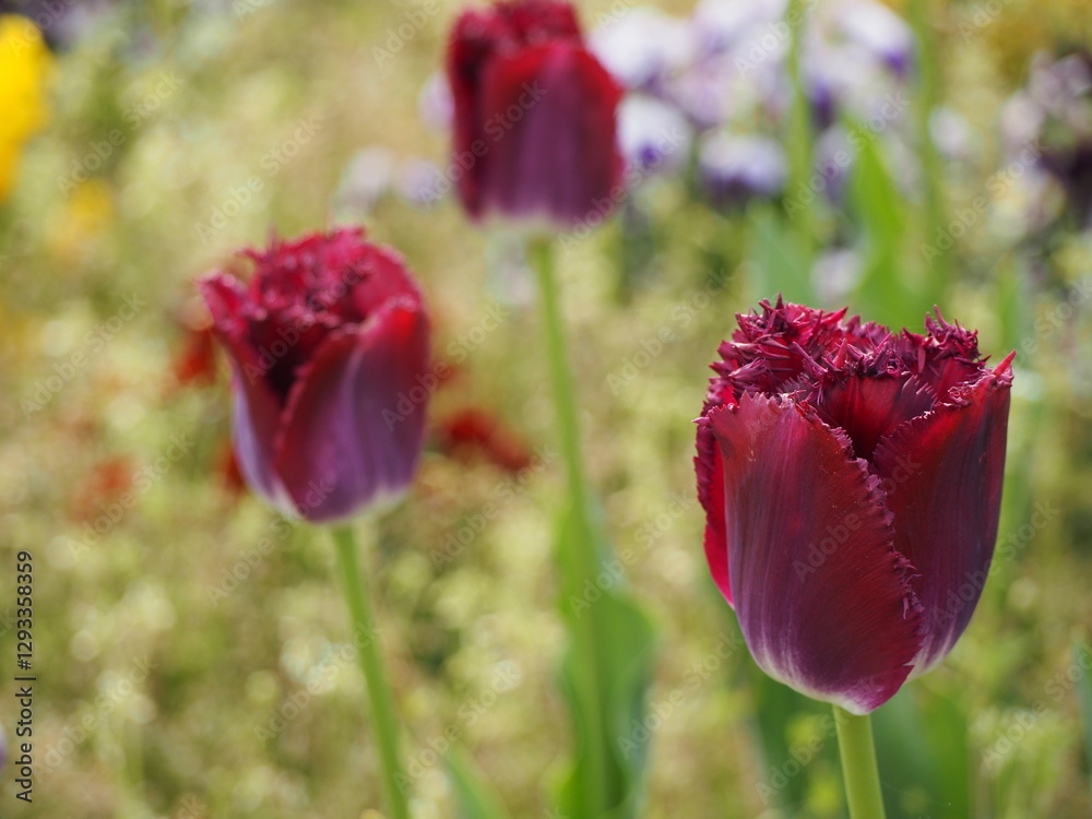 Naklejka premium 紫色のチューリップ パープルクリスタル