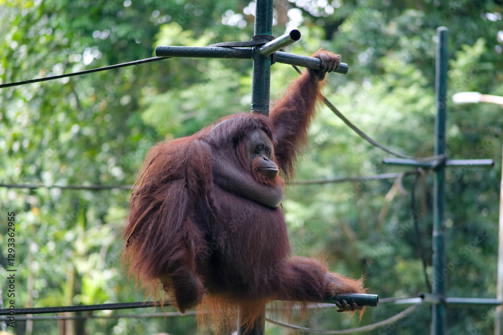 Naklejka premium An orangutan hangs from a metal structure in its zoo enclosure, using its strong arms to grip the bars. The lush green foliage in the background highlights the orangutan's rich red-brown fur.
