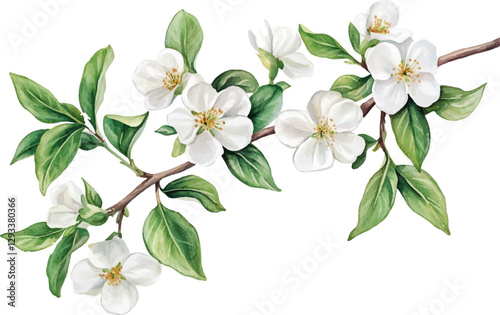 Watercolor floral branch with white flowers and green leaves, vector illustration set isolated on white background