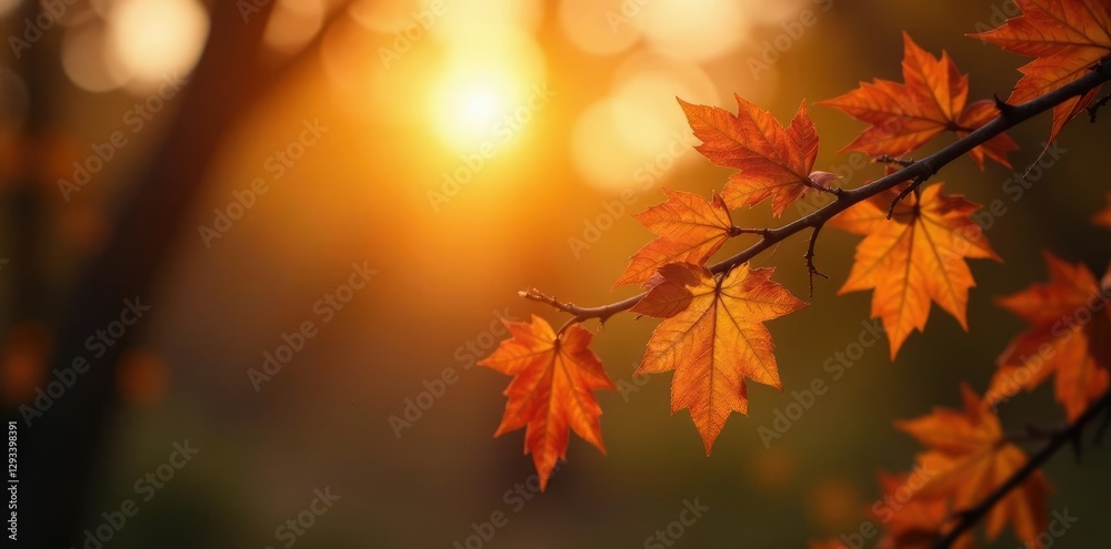 Softly glowing leaves on bare branches at sunset, warm light, autumn leaves Softly glowing leaves on bare branches at sunset, warm light, autumn leaves