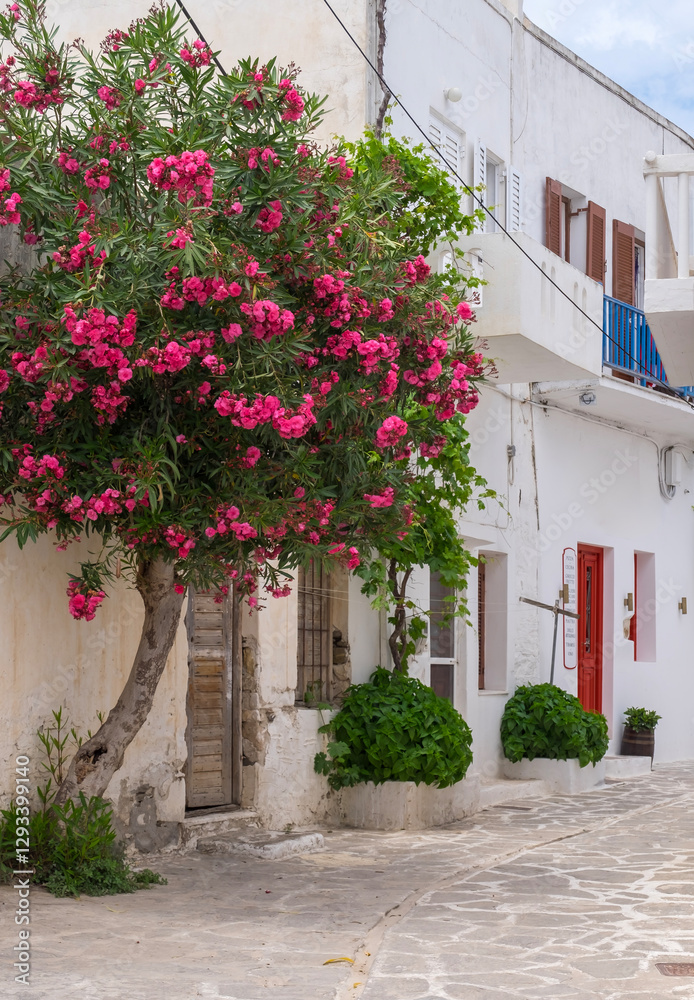 Fototapeta premium Gasse in der Altstadt von Parikia, Paros