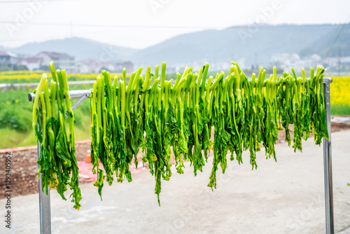 Drying vegetables in spring, blanching and hanging cabbage moss photo