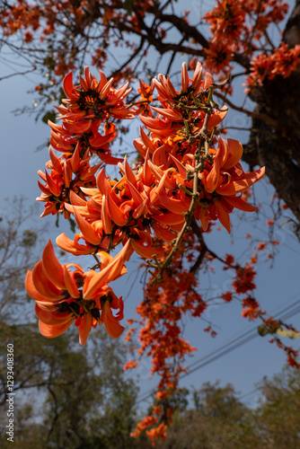Close up of Butea monosperma flower on the tree.