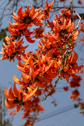 Close up of Butea monosperma flower on the tree.