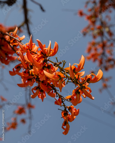 Close up of Butea monosperma flower on the tree.