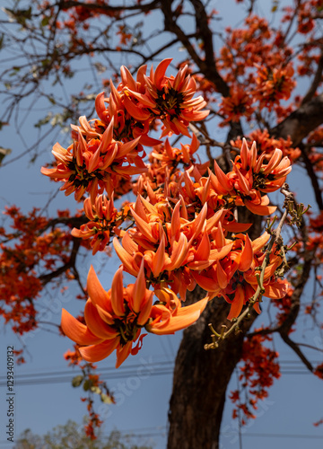 Close up of Butea monosperma flower on the tree.