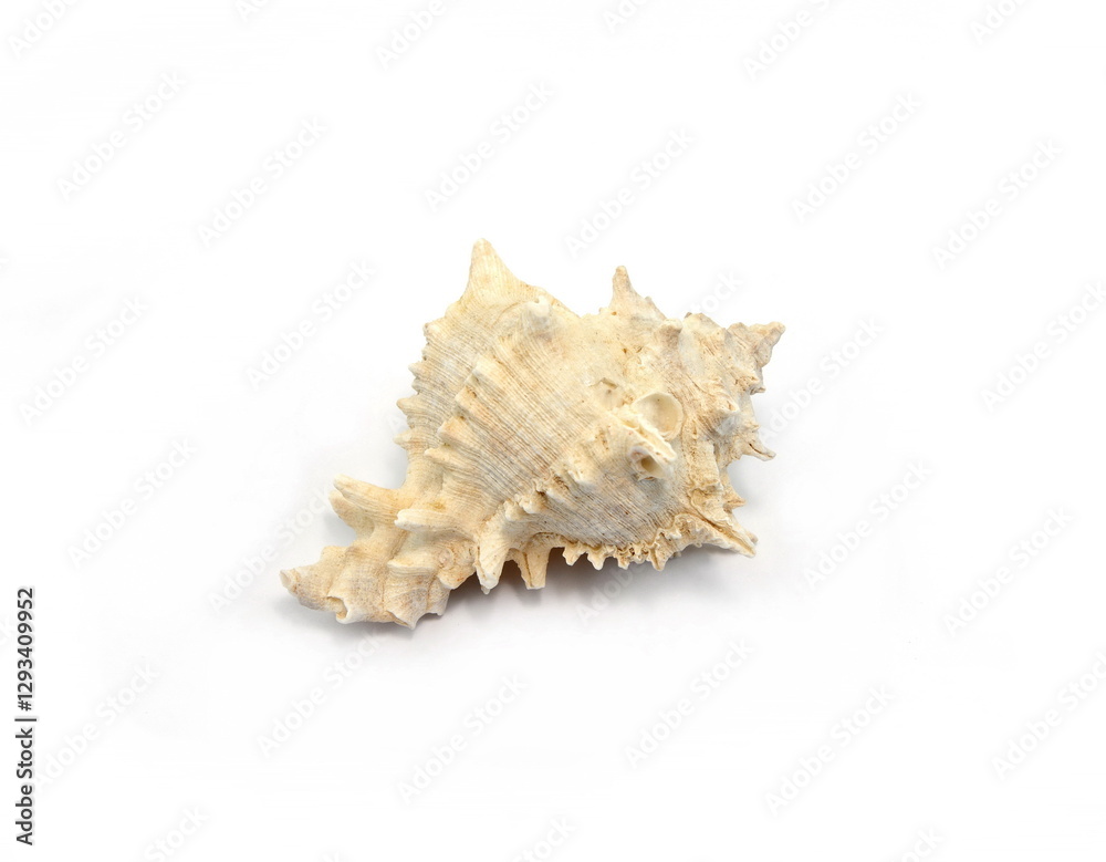 Sea shell isolated on white background. Close-up. Sea shell isolated on white background. Close-up.