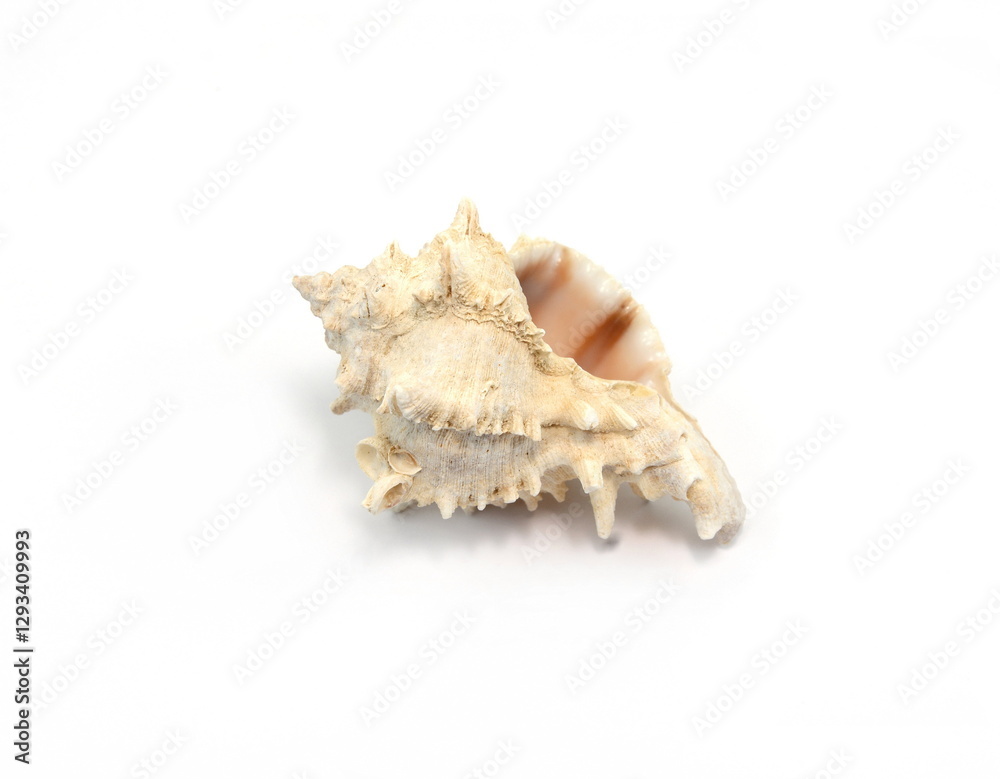 Sea shell isolated on white background. Close-up. Sea shell isolated on white background. Close-up.
