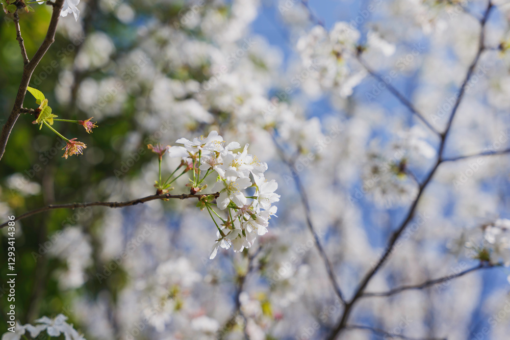Fototapeta premium white cherry blossoms, spring scenery