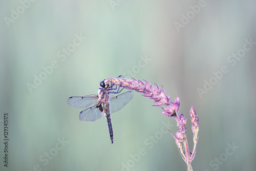 Dragonfly on a saffron flower. Delicate light photo
