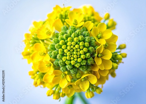 Vibrant Woad Flower Close-up: Isolated Drone Aerial Photography