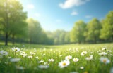 Blurred spring nature background with blooming daisy glade, trees, blue sky on sunny day. Grass field flowers in foreground. Summer meadow park serene scenic vista for relaxation.