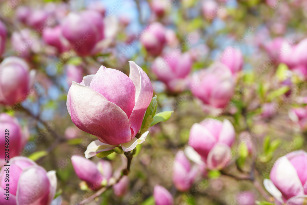 Blooming tree branch with pink Magnolia soulangeana, Alba Superba flowers in park or garden on green background with copy space. Nature, floral, gardening, plant breeding. Blooming tree branch with pink Magnolia soulangeana, Alba Superba flowers in park or garden on green background with copy space. Nature, floral, gardening, plant breeding.