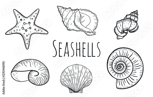 Hand-drawn seashell engravings set. Sea shell engraved in vintage style. Line art marine collection. Black and white sea design.