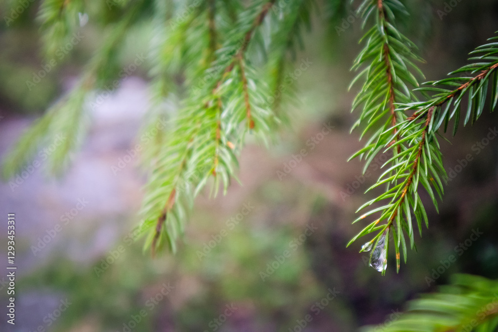 Raindrop-Kissed Pine Needles - A striking close-up of pine needles glistening with fresh raindrops, capturing nature’s delicate textures and the vibrant green hues of a serene forest setting. Raindrop-Kissed Pine Needles - A striking close-up of pine needles glistening with fresh raindrops, capturing nature’s delicate textures and the vibrant green hues of a serene forest setting.