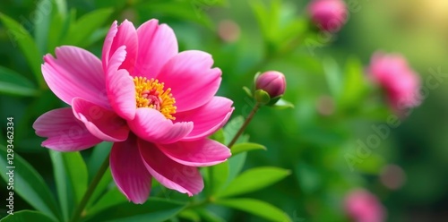 Pink peony flower in full bloom on a lush green branch, spring blossoms,, nature