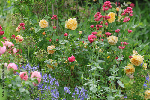 Fototapeta Naklejka Na Ścianę i Meble -  Beautiful view of a cottage garden with lots of roses centranthus ruber 'coccineus', red valerian, and other perennial plants in bright sunshine	
