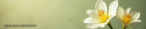 White corolla with visible yellow stamens in a vase, petals, yellow, bloom