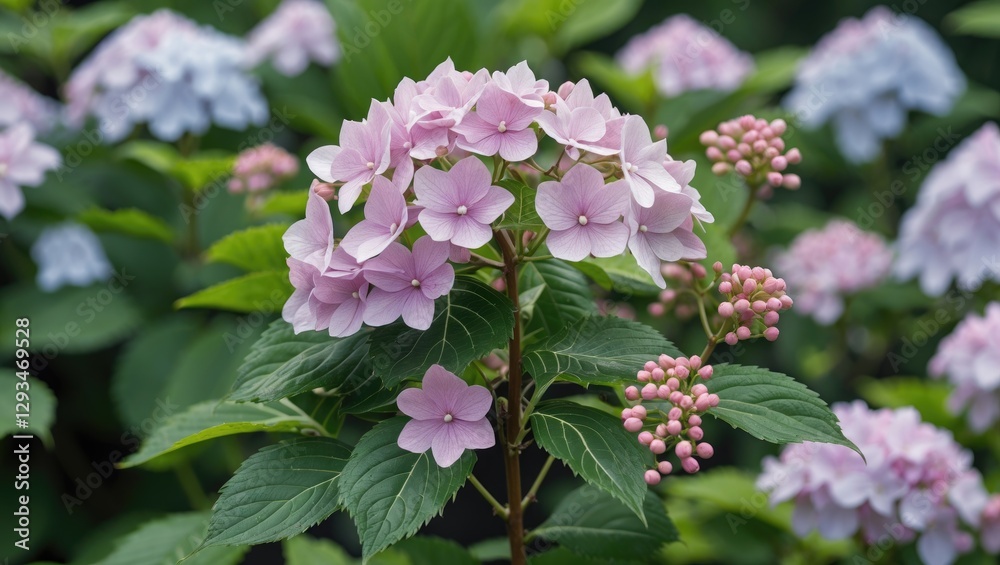 Hydrangea paniculata blooming with pink flowers surrounded by lush green foliage in a serene garden setting. Hydrangea paniculata blooming with pink flowers surrounded by lush green foliage in a serene garden setting.