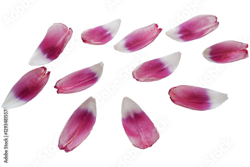 Set of purple and white gradation petals. tulip petal collection. Flower elements.