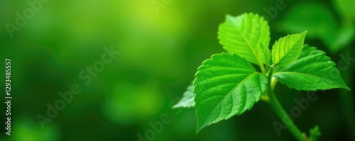 Freshly harvested daun sereh leaves on a green stem, greenery, freshly harvested photo