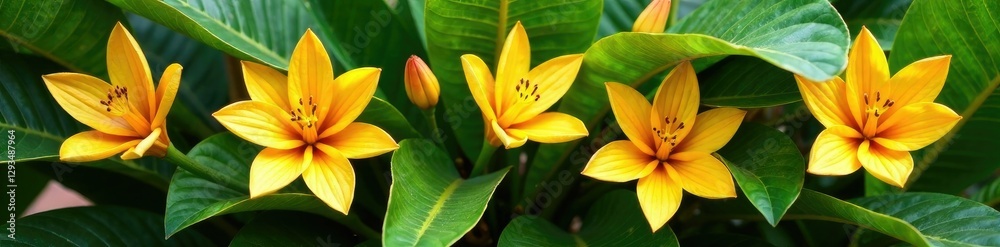 Unique arrangement of banana flowers in shades of orange and yellow against lush green leaves, greenery, plant Unique arrangement of banana flowers in shades of orange and yellow against lush green leaves, greenery, plant