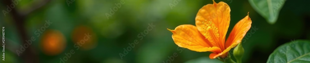 Unique shape of the Cascabela thevetia flower with prominent orange color, shape, nature, flower Unique shape of the Cascabela thevetia flower with prominent orange color, shape, nature, flower