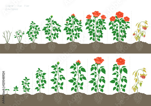 A Rose version with a bush and one stem. Stages of Growth in the soil. The life cycle. Vector illustration.