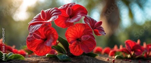 Vibrant Red Anthurium Flowers in Bright Natural Light Showcasing Lush Green Leaves and Floral Details