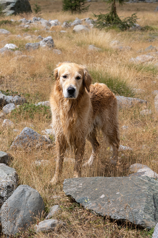 Obraz premium Cane Golden Retriever subito dopo il bagno
