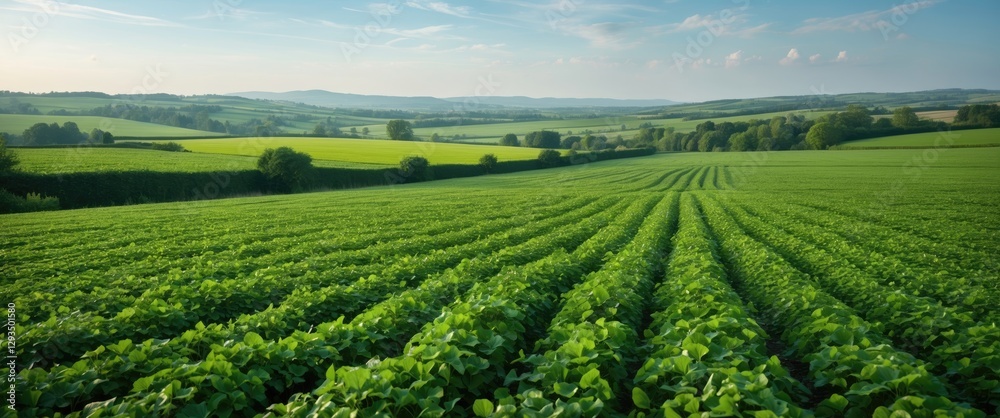 Naklejka premium Vast Green Agricultural Field Under Clear Sky with Ample Space for Text Overlay and Scenic Landscape in Background