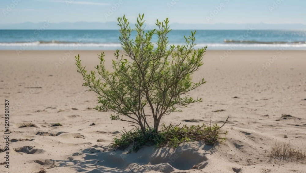 Lone Green Shrub Growing On Sandy Beach With Calm Ocean Waves Under Clear Blue Sky On A Bright Sunny Day Lone Green Shrub Growing On Sandy Beach With Calm Ocean Waves Under Clear Blue Sky On A Bright Sunny Day
