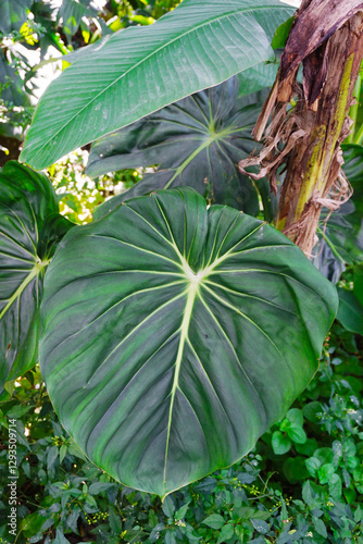 Close up tropical foliage plant, Philodendron Dean McDowell and Gloriosum in the garden