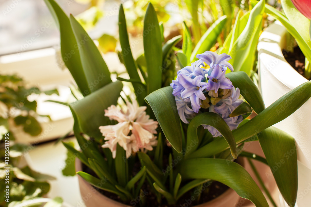 Beautiful potted blue and pink hyacinths on windowsill close up. Growing spring bulbs flowers, home gardening concept, selective focus. Beautiful potted blue and pink hyacinths on windowsill close up. Growing spring bulbs flowers, home gardening concept, selective focus.