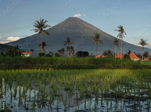 Magnificent mount Agung volcano view and paddy rice fields in the rural  farmland landscape of Amed village, Karangasem district in Bali photo