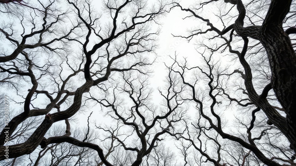 Twisted tree branches stretch towards the sky like skeletal fingers, twisted trees, eerie silence Twisted tree branches stretch towards the sky like skeletal fingers, twisted trees, eerie silence
