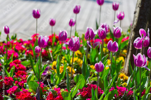 Seka park, Tulip festival and pier, Kocaeli photo